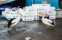 Sydney Fish Market Discovery Tour