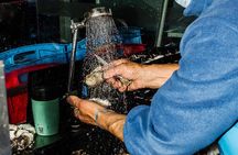 Taste of Sydney Fish Market Food Tour