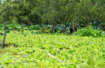 Culture and Wildlife Discovery Explore Chau Doc Tra Su Forest
