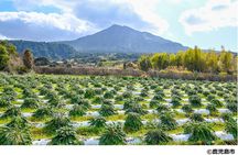 Kagoshima Nature and Food Culture Private Tour