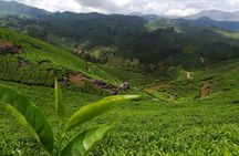 Green Magic One Night Two Days Trip to Munnar