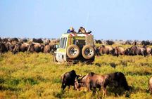  3 Days 2 Nights Masai Mara Standard Safari