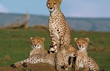  3 Days 2 Nights Masai Mara Standard Safari