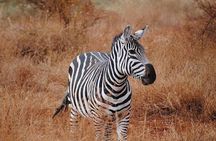 Full Day Safari Tour at Tsavo East National Park from Mombasa