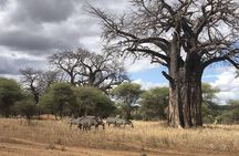 Full Day Safari Tour at Tsavo East National Park from Mombasa