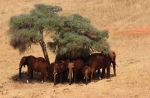Full Day Safari Tour at Tsavo East National Park from Mombasa