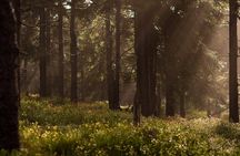 Discover Hiking Trails and a Convent in Desierto de los Leones 