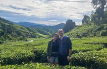 Cameron Highland Private Day Tour From Ipoh