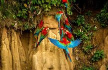 4 Days Manu Park Tour 