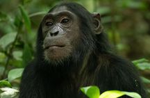 3 Days 2 Nights Kibale Chimpanzee Trekking