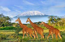 Day Tour to Amboseli National Park