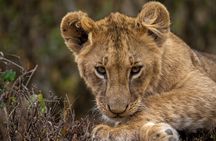 Day Tour to Amboseli National Park