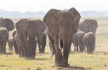Day Tour to Amboseli National Park