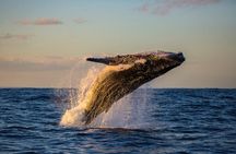 BYOB Sunset Whale Watching Cruise 