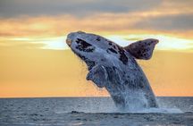 BYOB Sunset Whale Watching Cruise 