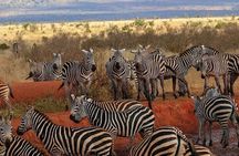 6 Days Group Safari in Mara, Nakuru and Amboseli, Ugraded lodges