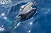 La Herradura: Sailboat with a view of dolphins-Shared