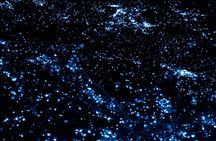 Bioluminescence by kayak or SUP to Los Arcos Puerto Vallarta
