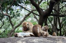 Sigiriya and Dambulla Day Tour from Kalutara All Inclusive