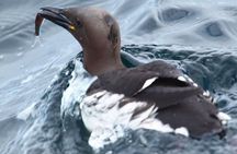 Honningsvåg Shore Bird Safari Adventure