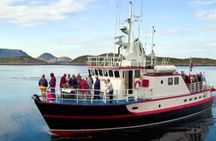 Honningsvåg Shore Bird Safari Adventure