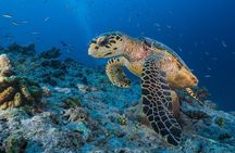Discover Marsa Mubarak Snorkeling & Turtle House Trip- El Quseir