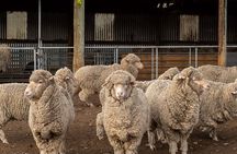 Mt. Hay Farm Experience Genuine Country Farming(Carbon Positive)