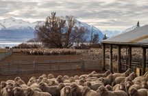 Mt. Hay Farm Experience Genuine Country Farming(Carbon Positive)