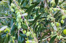 Heraklion Private Olive Oil and Wine Gastronomy tour with Lunch 