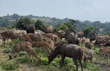 Wild Life Jeep Safari Tour at Bannerghatta with Private Transfer