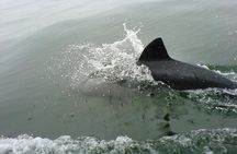 Seal and Dolphin Catamaran Adventure 