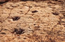 Greater Zion: Dinosaur Tracks in the Desert UTV Tour