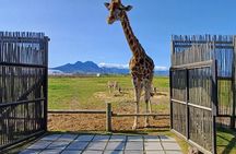 Cheetah Outreach, Giraffe Encounter, and Wine Tasting Experience