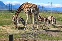 Cheetah Outreach, Giraffe Encounter, and Wine Tasting Experience
