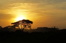 from cape town Aquila game reserve Sunset Safari Drive Exclusive
