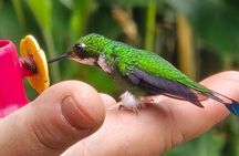 Full-Day Private Cloud Forest Hummingbird Feeders &Quito Old Town