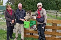 Sheep Farm Day Trip from Christchurch + Lunch and Winery visit. 