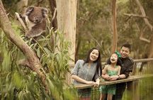 Phillip Island Tour - Koala's, Wallabies & Little Penguins.