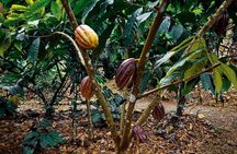 Chocolate Tour & Lunch 