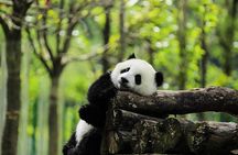 Private Car Tour: Dujiangyan Panda Valley and Irrigation System