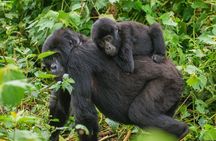  3 Days Gorilla Trekking Bwindi Forest and Uganda Tour