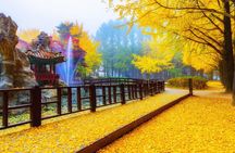 Private Guided Tour For Nami Alpaca Rail bike and Seoraksan