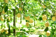 Guided tour of a historic lemon grove in Sorrento