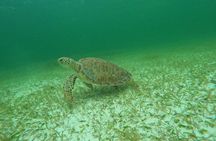 Sea Turtle Snorkeling in Akumal