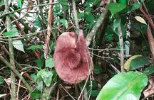 Rio Celeste Rainforest and Tubing and Sloth Sanctuary