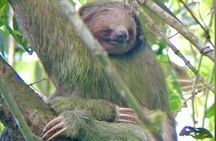 Private Tour Rio Celeste + Lazy + Falls Llanos Del Cortes