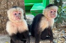 Roatan off Road Atv wildlife plus chocolate and rum sample 