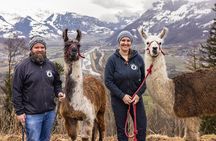 Lama hike with delicious BBQ in the middle of the forest