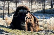 A Guided Alaskan Escape: Wildlife Sanctuary and Glacier Hiking