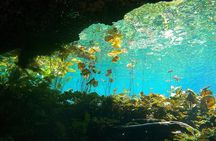 Cenotes El Pit and Nicte Ha Guided Scuba Diving